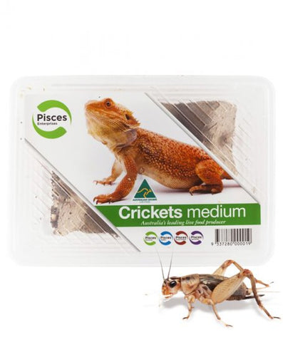 CRICKETS